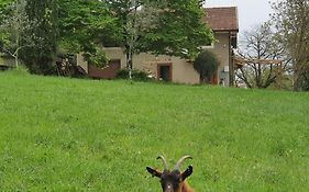 Stirpe nel Bosco - Fiocco